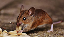 24 Hour & Emergency Exterminators in Lonetree, IN